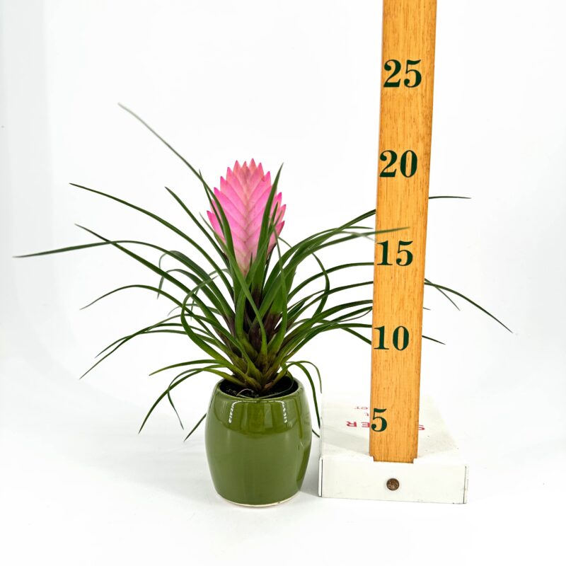 Tillandsia Cyanea Anita 6cm Green Glazed Pot Tillandsia Cyanea Anita 6cm Green Glazed Pot