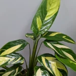 Ctenanthe Lubbersiana Calathea Golden Mosaic 12cm