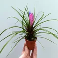tillandsia air plant in black terracotta pot
