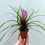 Pink Tillandsia Cyanea Air Plant in 5.5cm pot