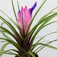 tillandsia air plant in black terracotta pot