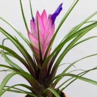 tillandsia air plant in black terracotta pot