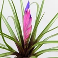 tillandsia air plant in black terracotta pot