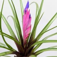 tillandsia air plant in black terracotta pot