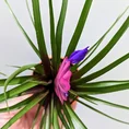 tillandsia air plant in black terracotta pot