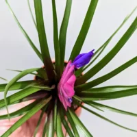 tillandsia air plant in black terracotta pot