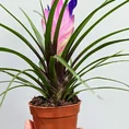 tillandsia air plant in black terracotta pot