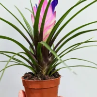 tillandsia air plant in black terracotta pot
