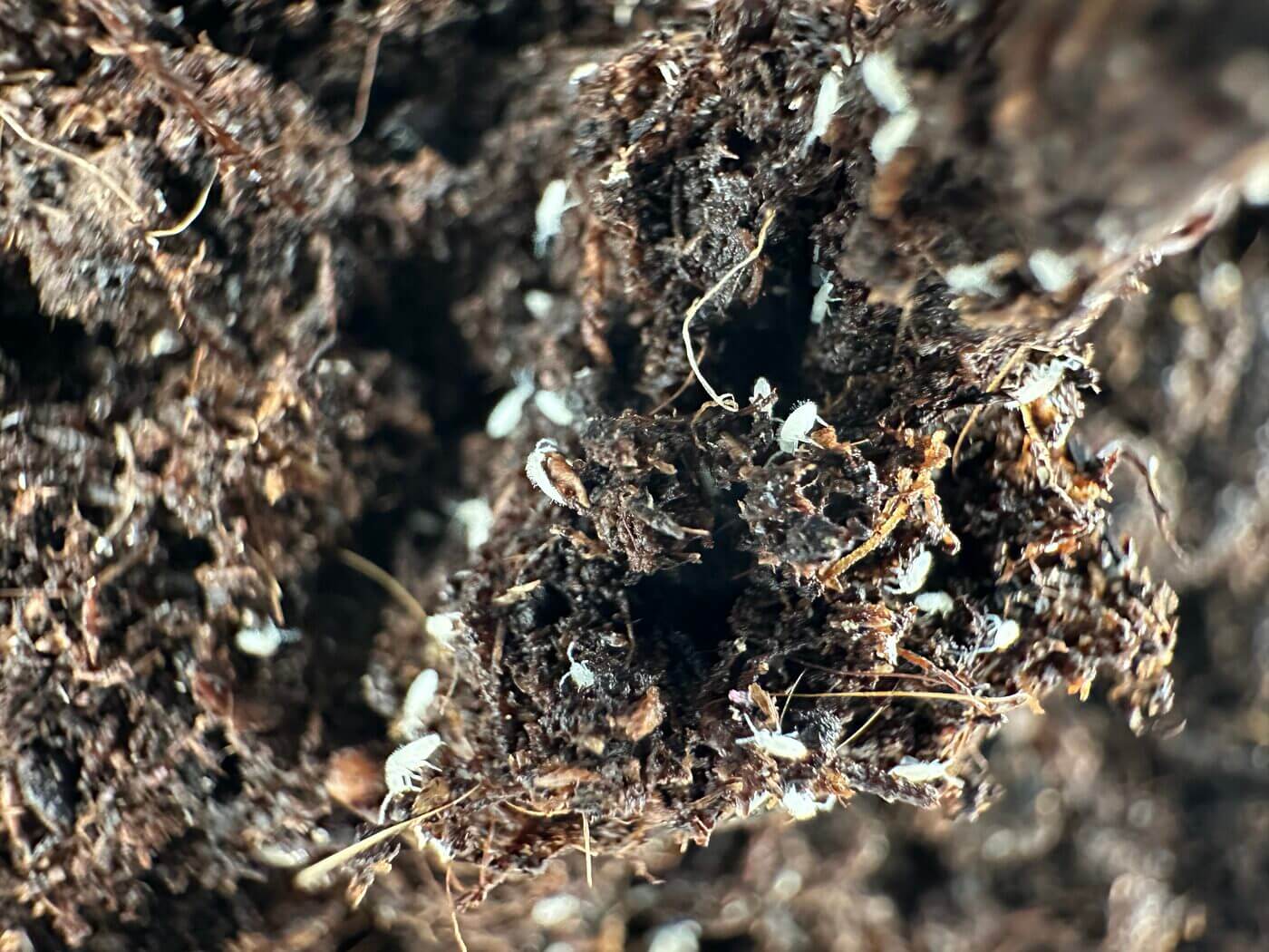 Rich dark soil with organic matter, white insects, roots, and fibre, showcasing healthy ecosystem.