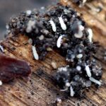 springtails collembola for bio active terrarium vivarium