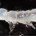 springtails collembola for bio active terrarium vivarium