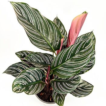 Glossy houseplant with green leaves, white stripes, pink shoots; bushy interior decor highlight.