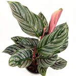 Calathea Ornata Sanderiana Pinstripe Prayer Plant