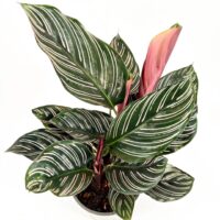 Glossy houseplant with green leaves, white stripes, pink shoots; bushy interior decor highlight.