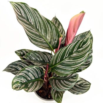 Glossy houseplant with green leaves, white stripes, pink shoots; bushy interior decor highlight.