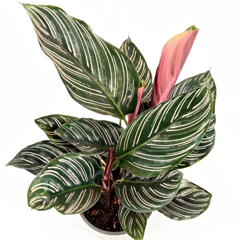 Glossy houseplant with green leaves, white stripes, pink shoots; bushy interior decor highlight.