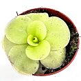 Colourful Pinguicula Tina plant in a terracotta pot.