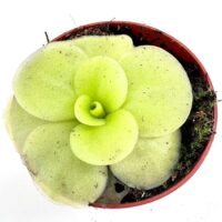 Colourful Pinguicula Tina plant in a terracotta pot.