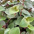 Vibrant green heart-shaped plant leaves showcase lush textures and healthy growth in an elegant display.
