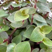 Vibrant green heart-shaped plant leaves showcase lush textures and healthy growth in an elegant display.