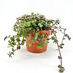 Callisia Turtle Vine Inch Plant