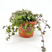 Lush green potted plant in terracotta pot, showcasing vibrant foliage and healthy growth.