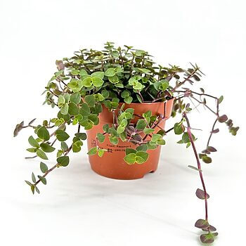 Lush green potted plant in terracotta pot, showcasing vibrant foliage and healthy growth.