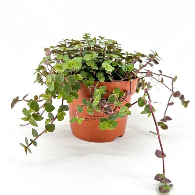 Lush green potted plant in terracotta pot, showcasing vibrant foliage and healthy growth.