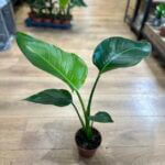 Strelitzia Nicolai Bird of Paradise 12cm pot