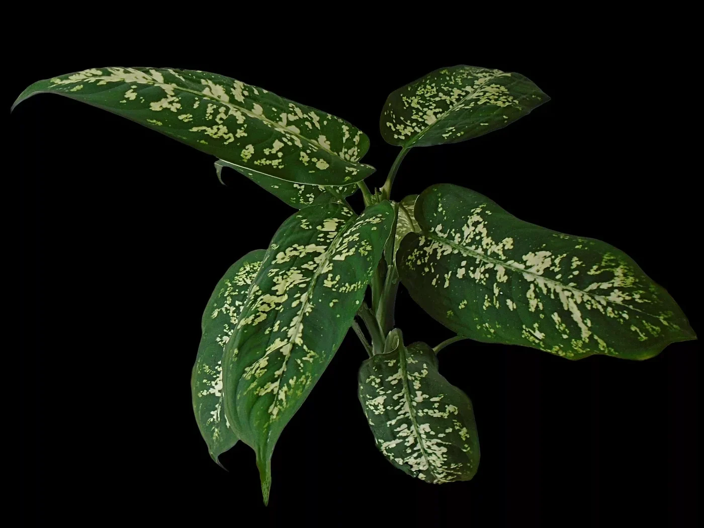 Dieffenbachia Care Guide - Highland Moss