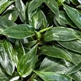 philodendron white princess 7cm pot