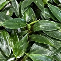 philodendron white princess 7cm pot