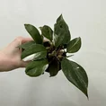 philodendron white princess 7cm pot