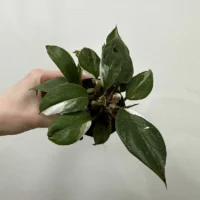 philodendron white princess 7cm pot