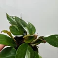 philodendron white princess 7cm pot