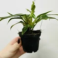 philodendron white princess 7cm pot