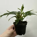 philodendron white princess 7cm pot