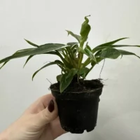 philodendron white princess 7cm pot