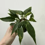 Philodendron White Princess 7cm pot