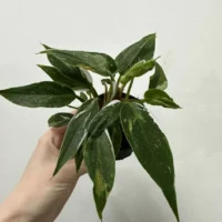 philodendron white princess 7cm pot