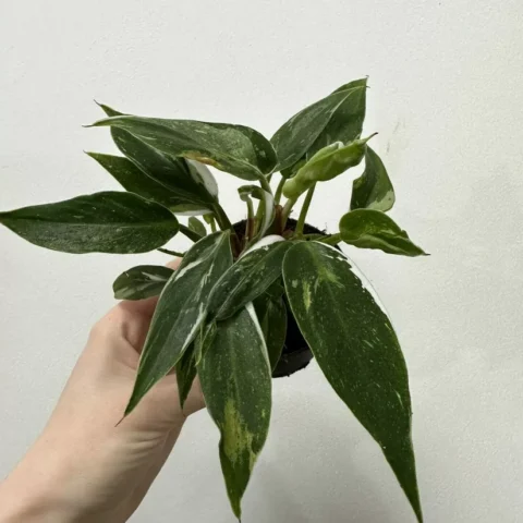 philodendron white princess 7cm pot