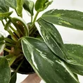 philodendron white princess 7cm pot