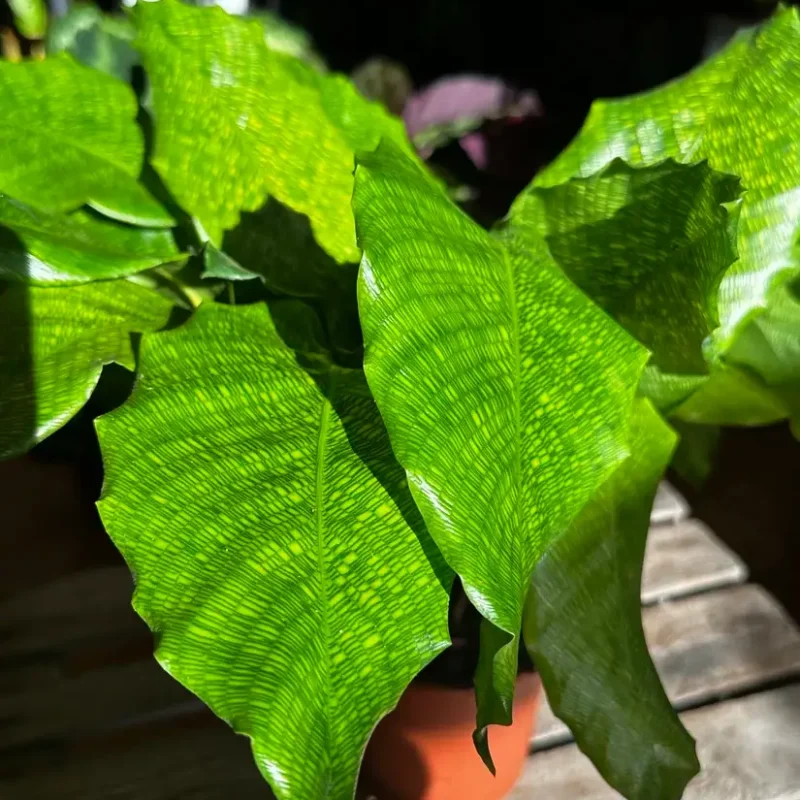 calathea network prayer plant 14cm calathea network prayer plant 14cm