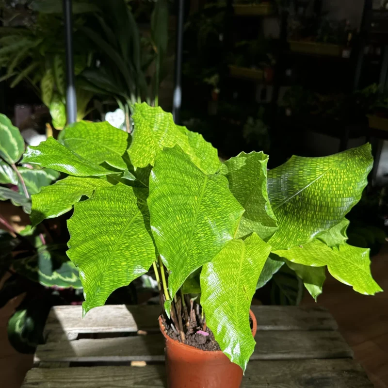 calathea network prayer plant 14cm calathea network prayer plant 14cm