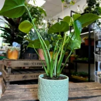 monstera and fern leaf design concrete planter