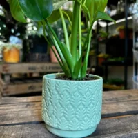 monstera and fern leaf design concrete planter