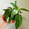 philodendron white princess 7cm pot