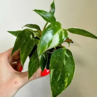 philodendron white princess 7cm pot