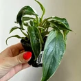 philodendron white princess 7cm pot