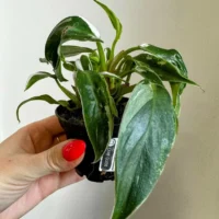 philodendron white princess 7cm pot